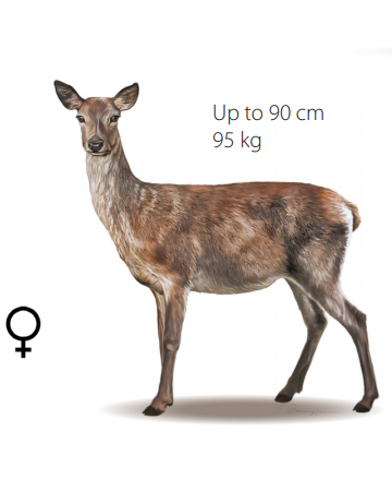 Red deals deer female